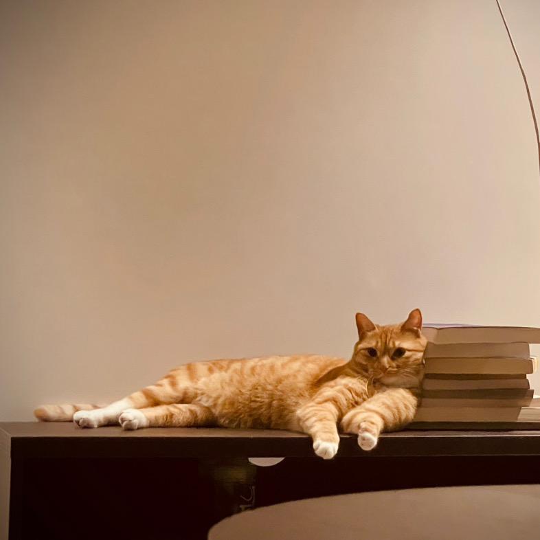 哈苏是只猫咪咪