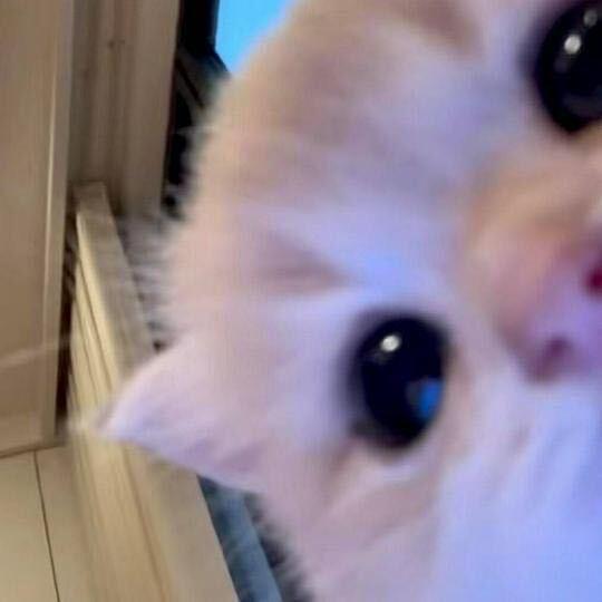 ︉落叶︋︍︋︋︉︋︍︋︋