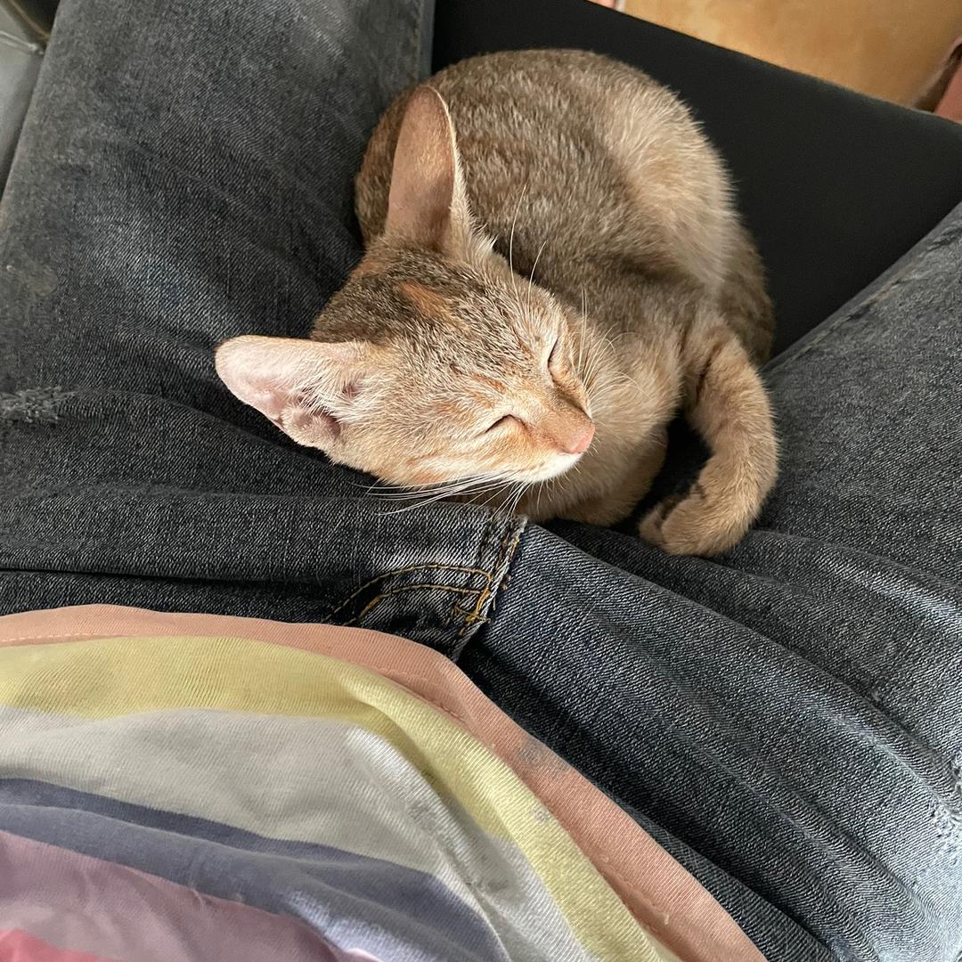 小毛驴🥰