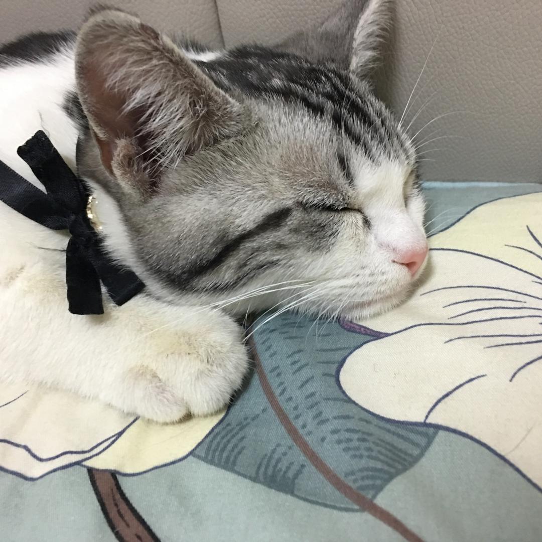 一只猫在睡觉