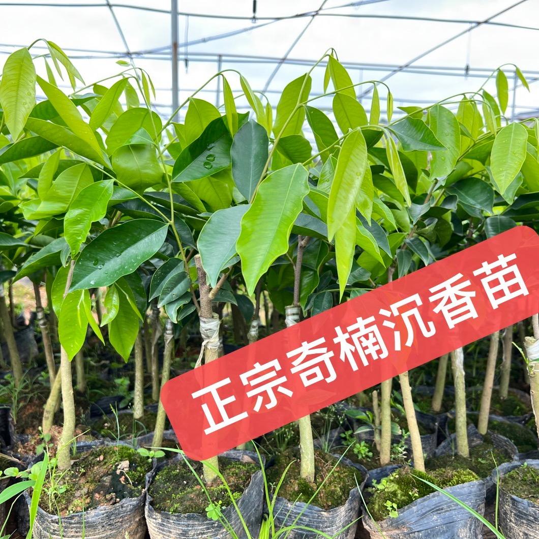 绿奇楠沉香基地