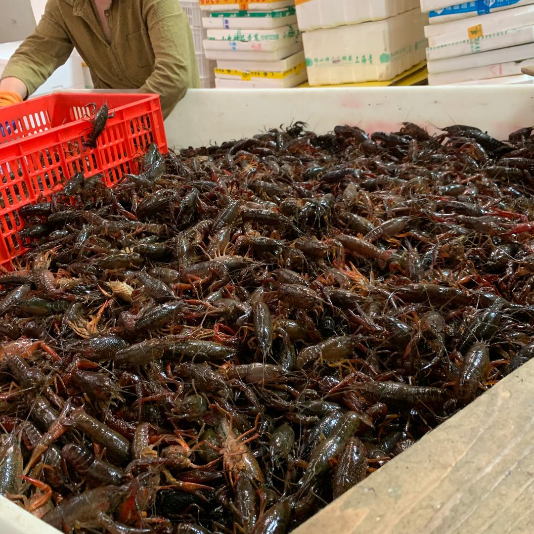 天富水产•阿富