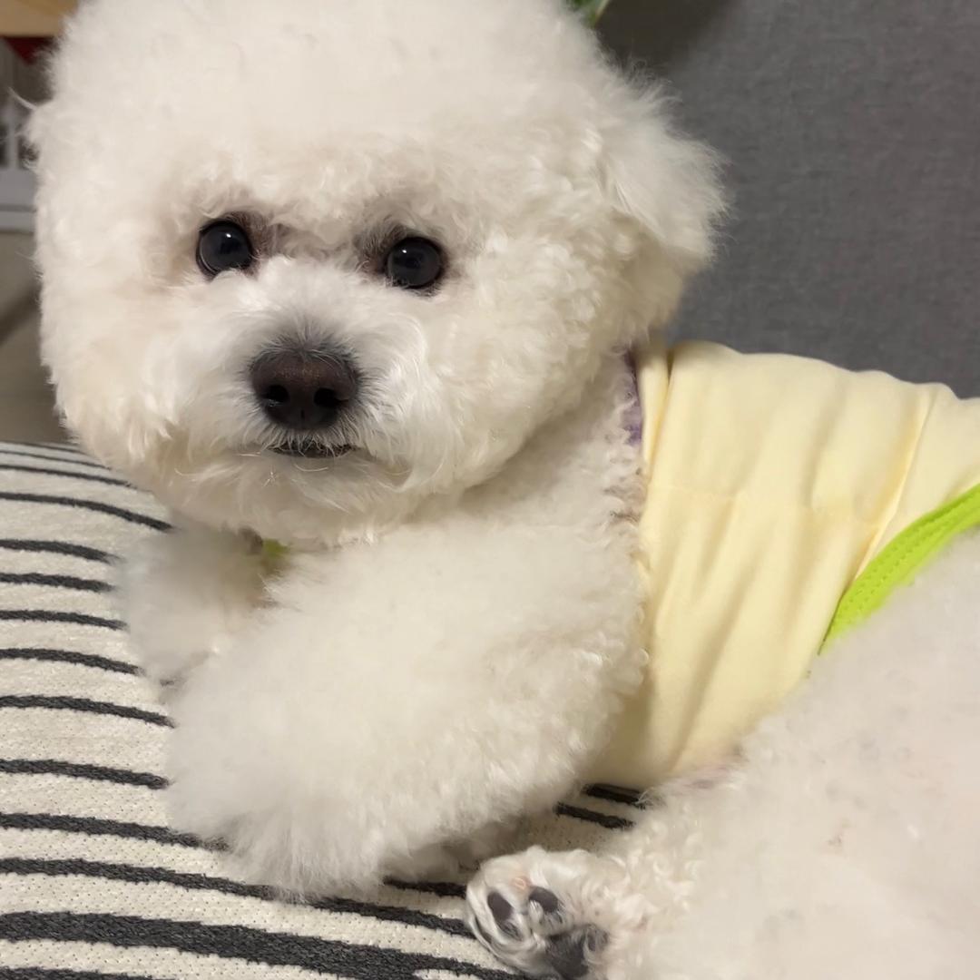 巴菲团团