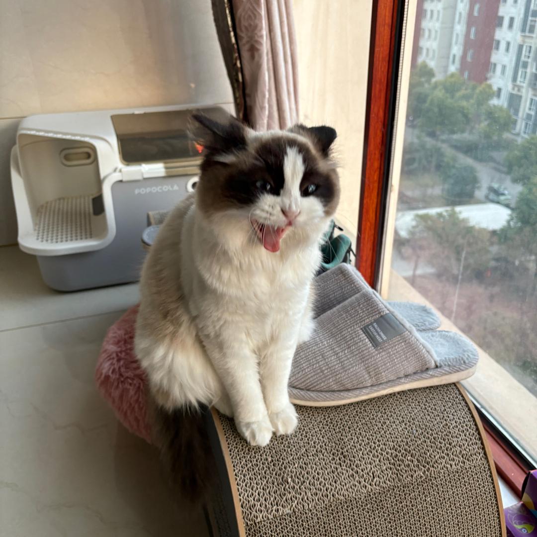 嗨皮