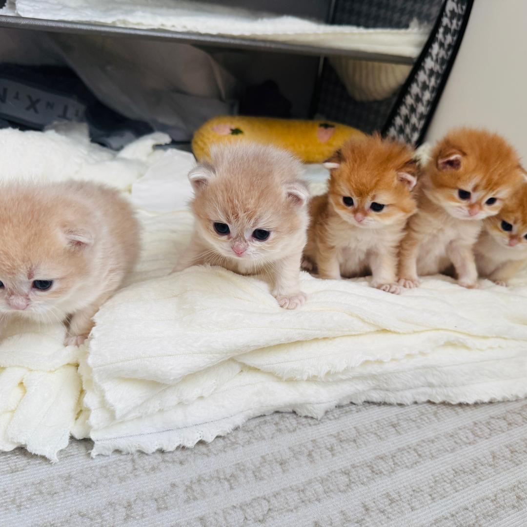 富贵是只大脸猫