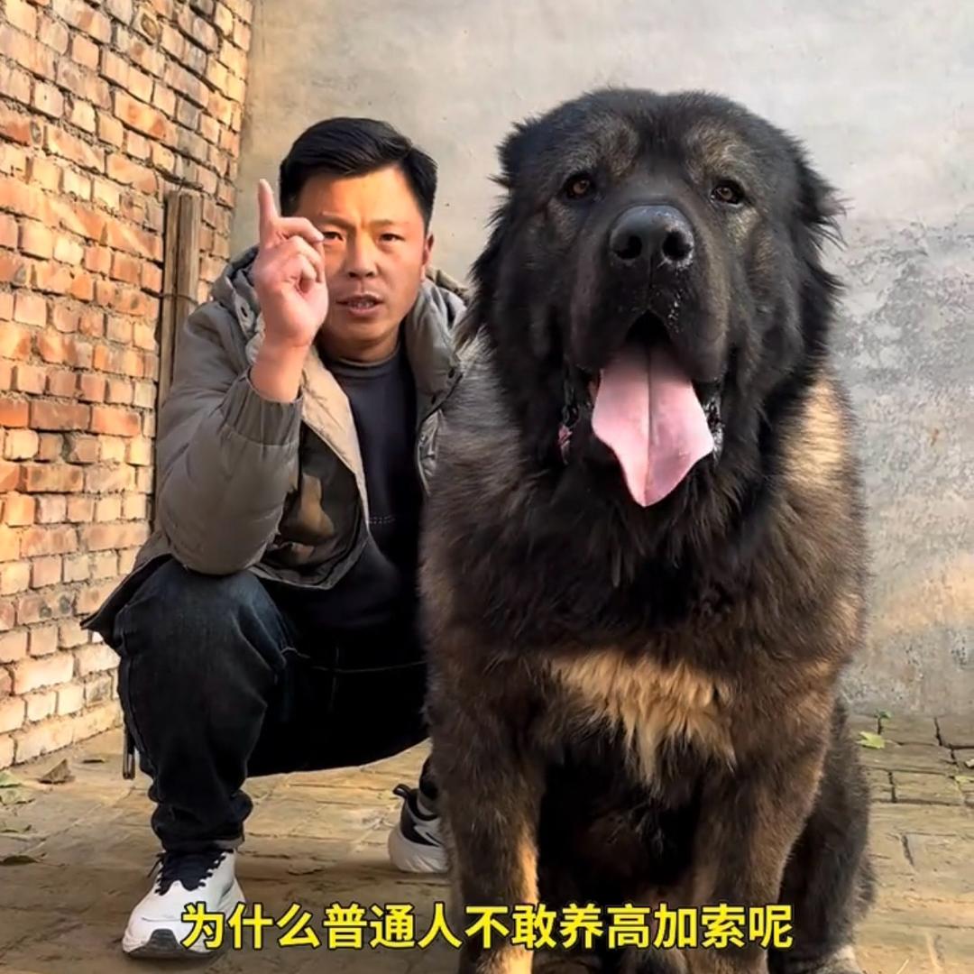 侯哥养犬
