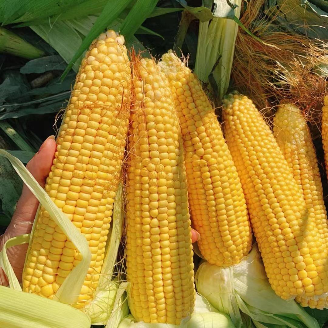 自产自销东北糯玉米工厂🌽