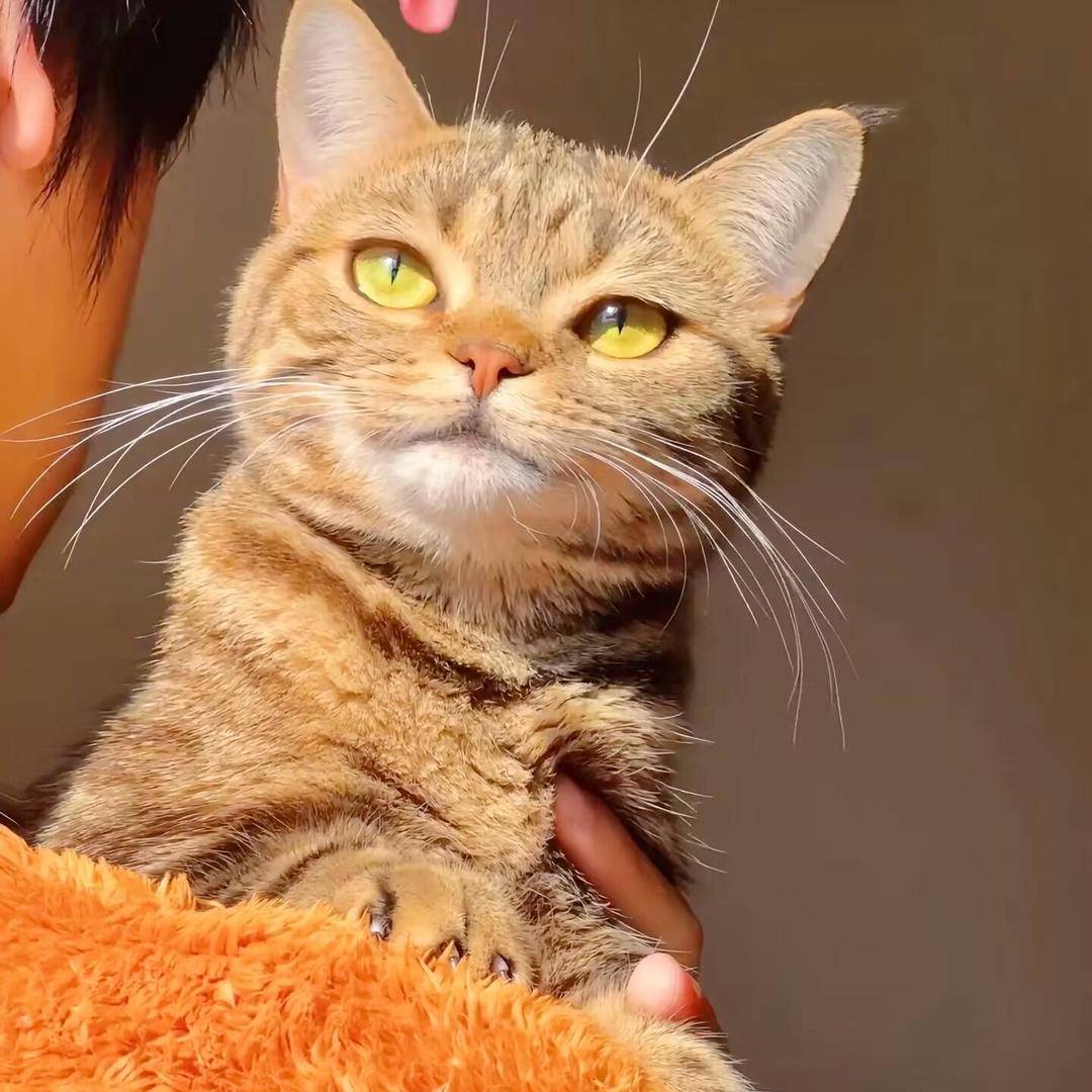 小达