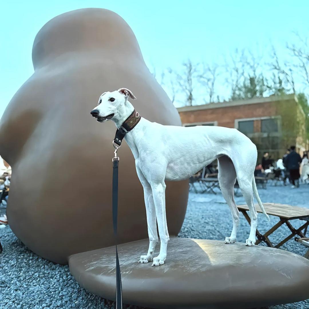 一米五细沟🐶