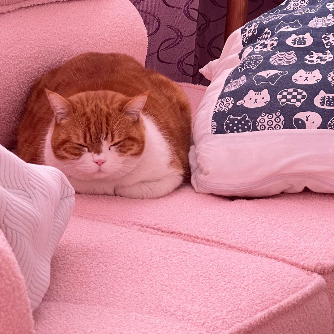 绝美猪仔