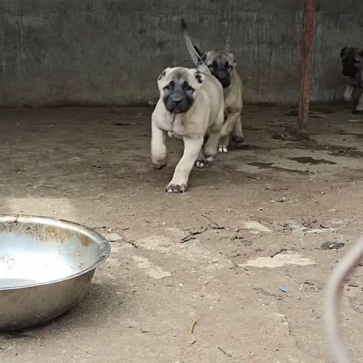 无极彪哥犬舍养殖