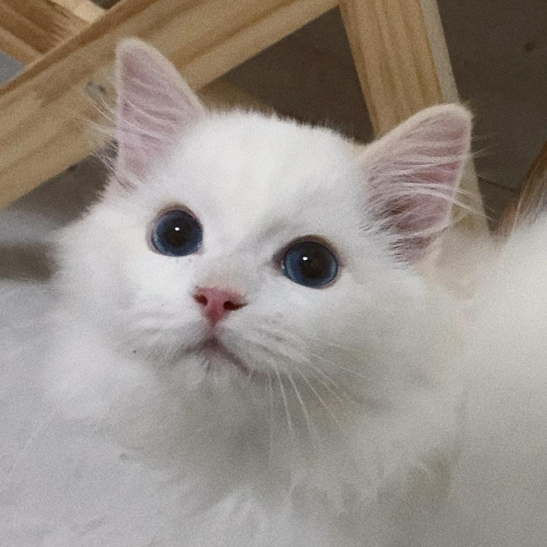 小丸子萌宠啊啊啊