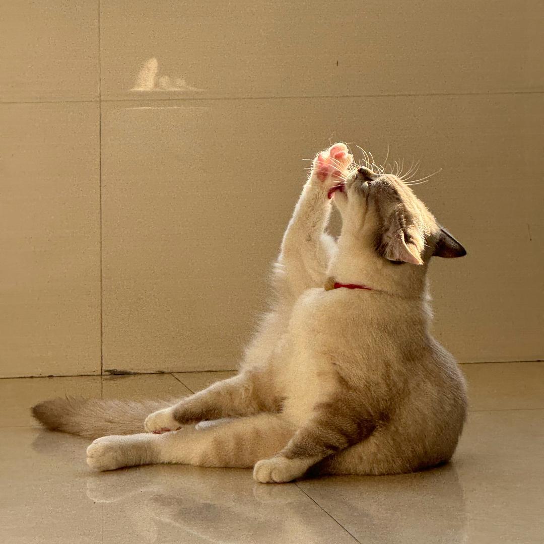 年年🐱吉祥