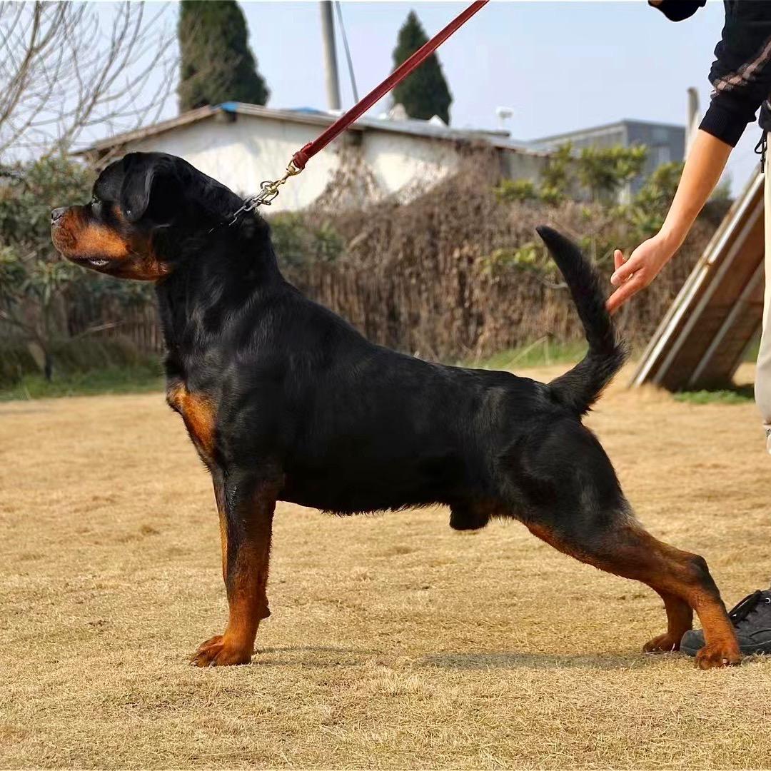 长疆犬业（罗威纳俱乐部）
