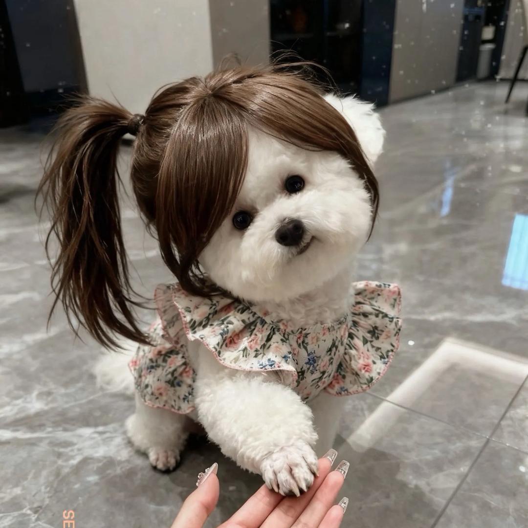 慧慧