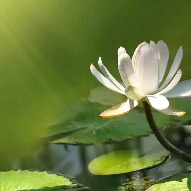 暖心小王子