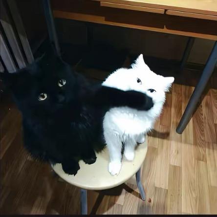 🐈名字不用太长像我这样就好