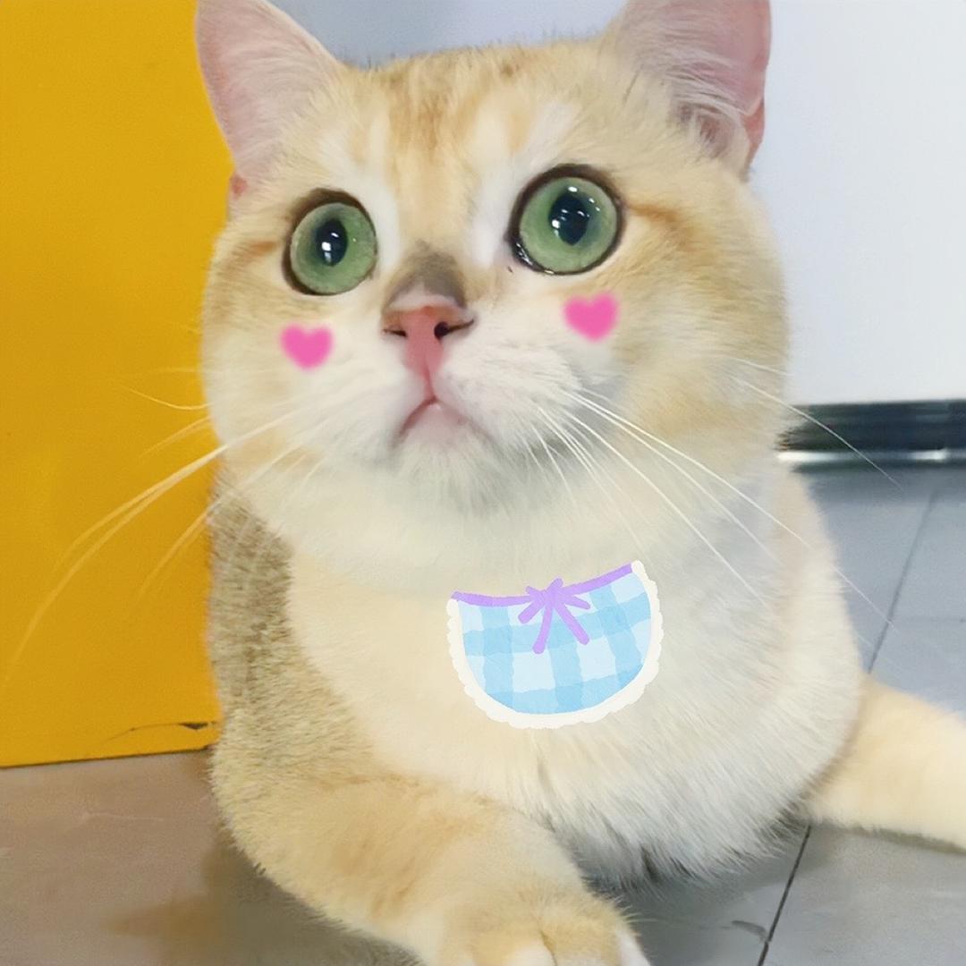 猫大人五福🌟