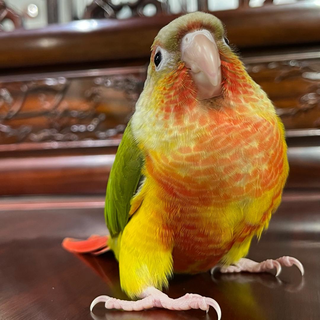 四只小鸡的日常