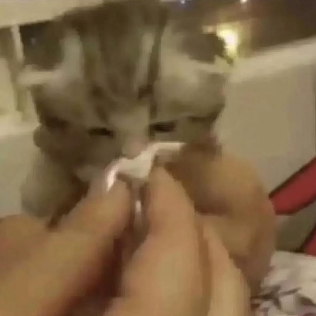 像卡皮巴拉一样稳定的女人