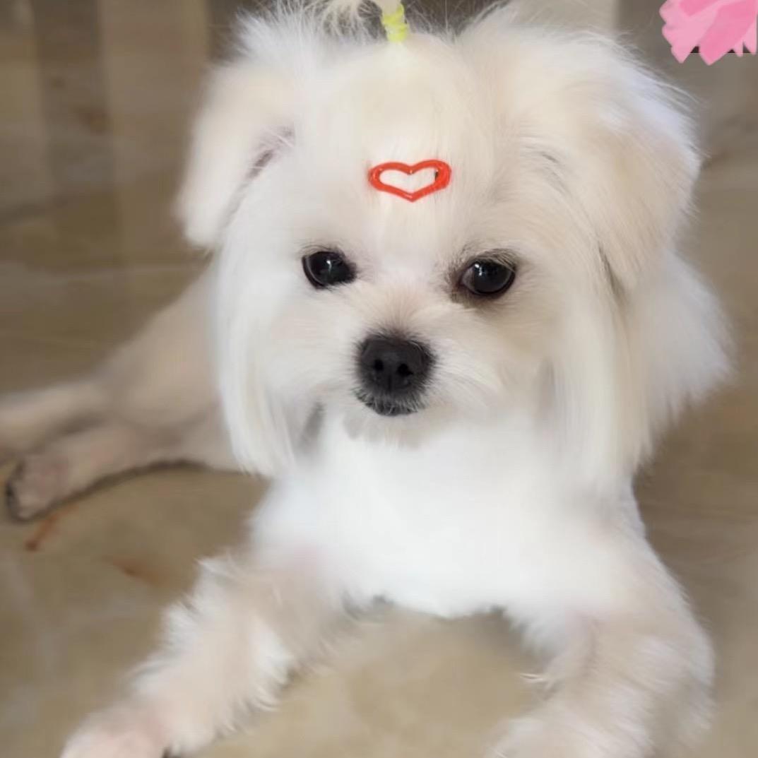 如愿🌷