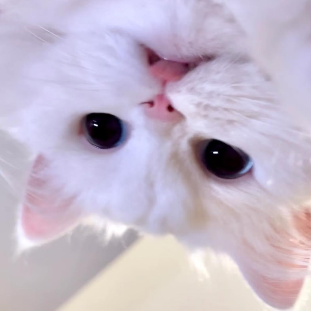 鱼摆余