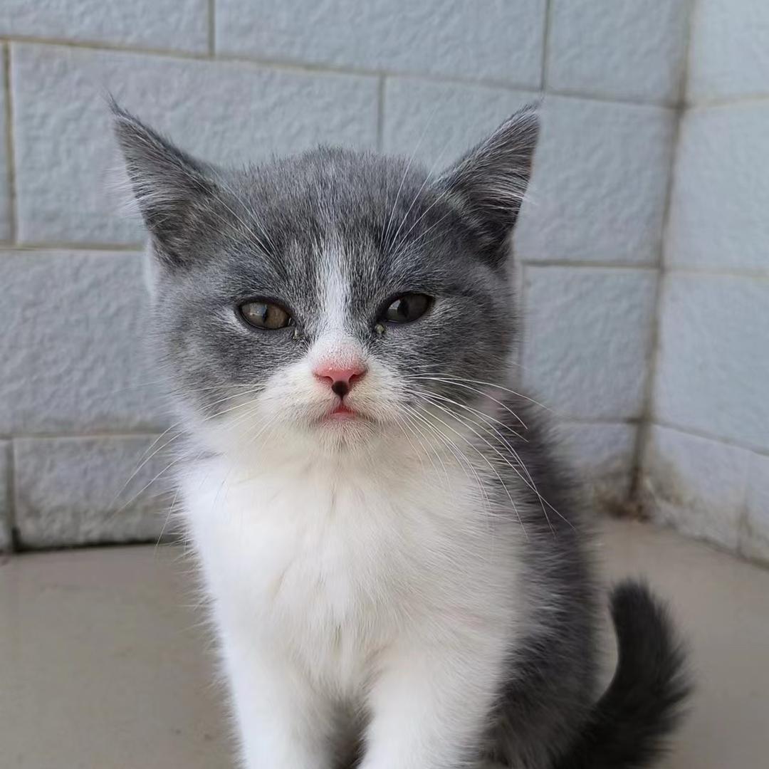 猫星人