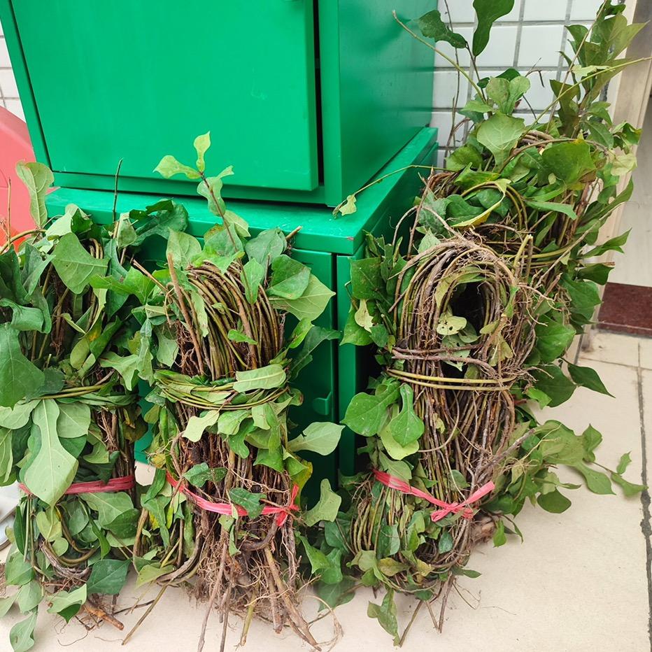 识食草堂