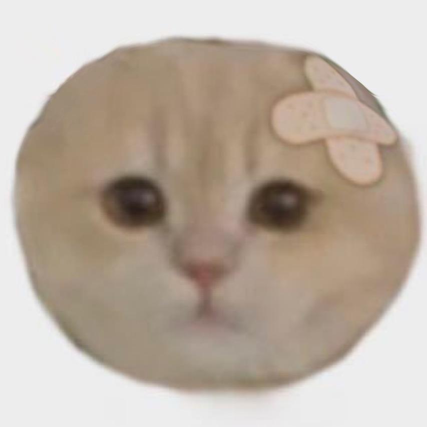 小柚猫猫