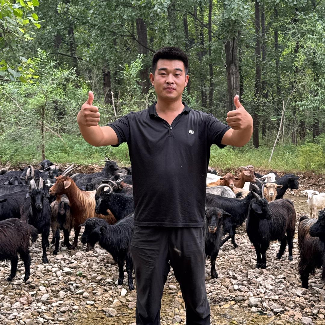 临朐专业黑白山羊