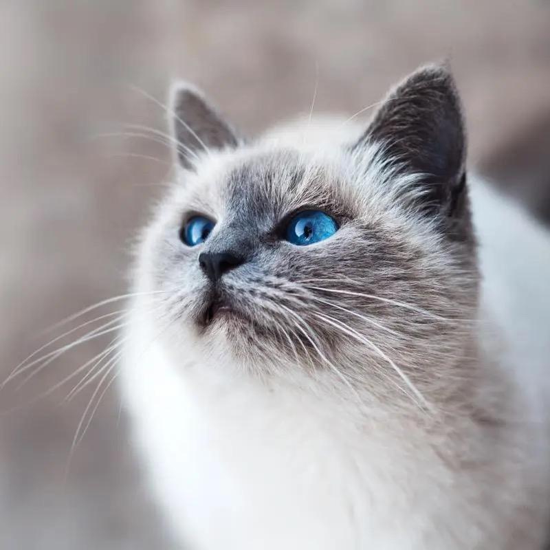 彬少是会笑的肥猫