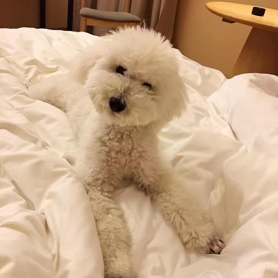 铁锤妹妹