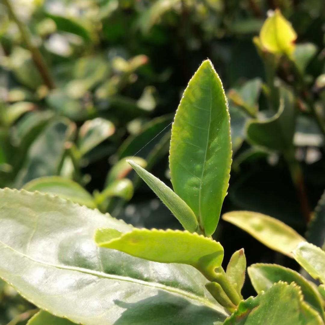 日照绿茶茗辉