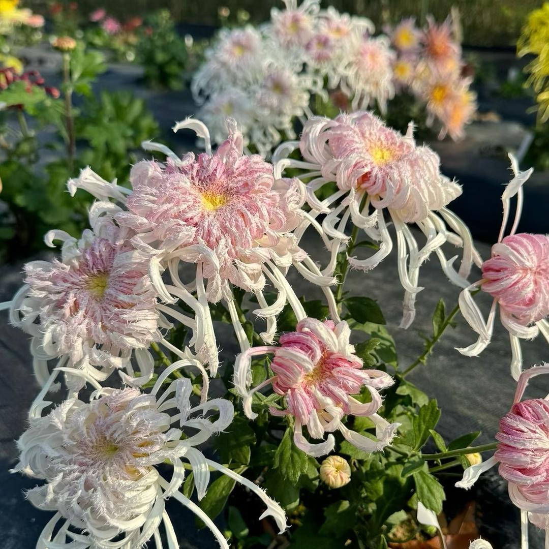 蒙克花园花集店