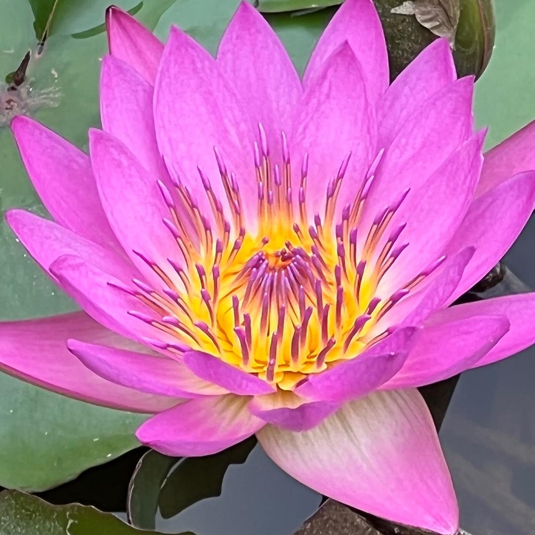 花开半夏
