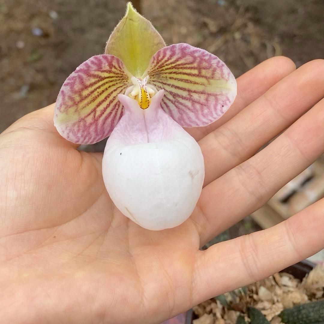 腊月湖兰花小屋