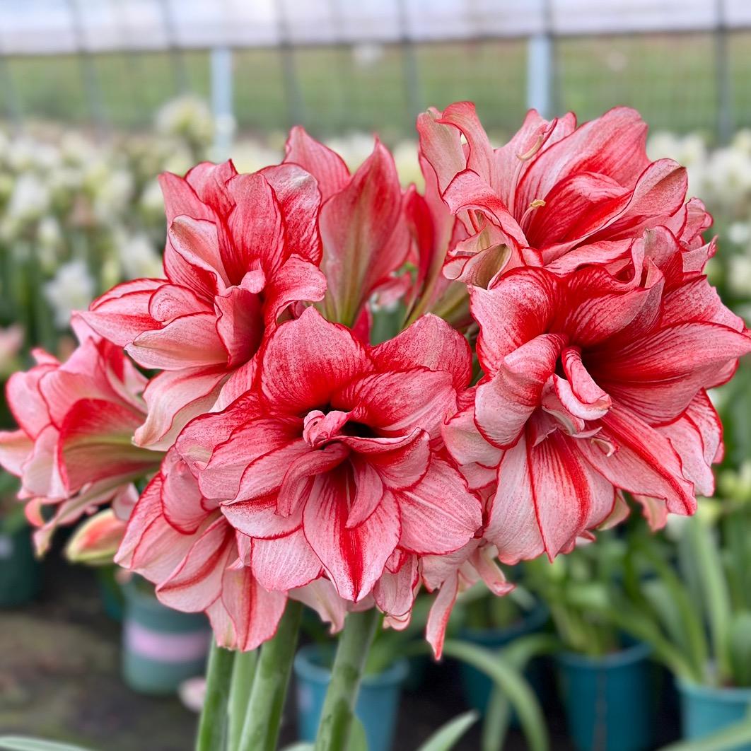 芊郁花园