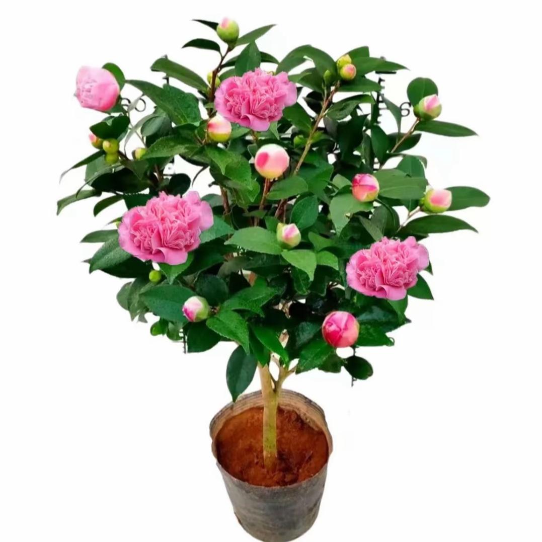 君临花坊