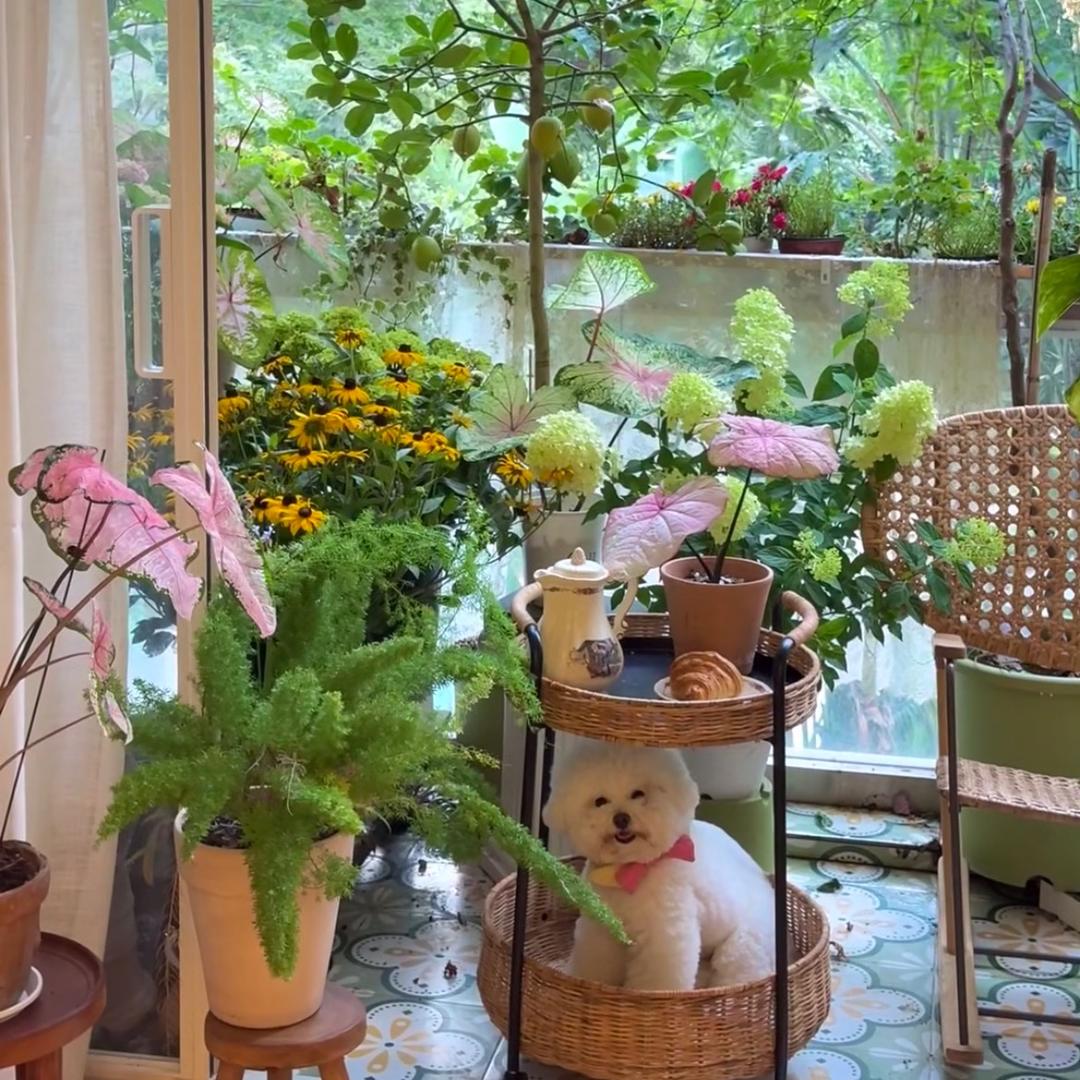 落地大绿植基地