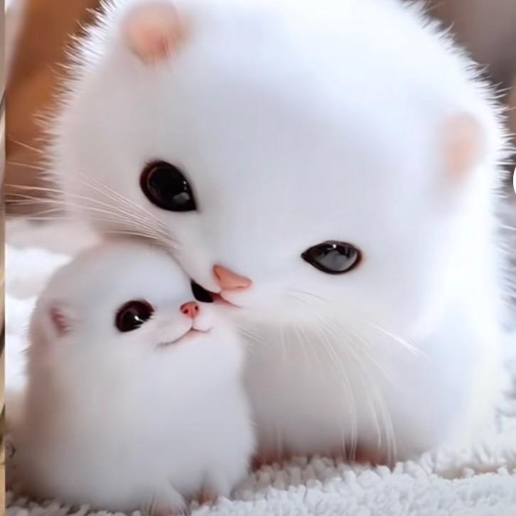 🍎皇家二姐🍓