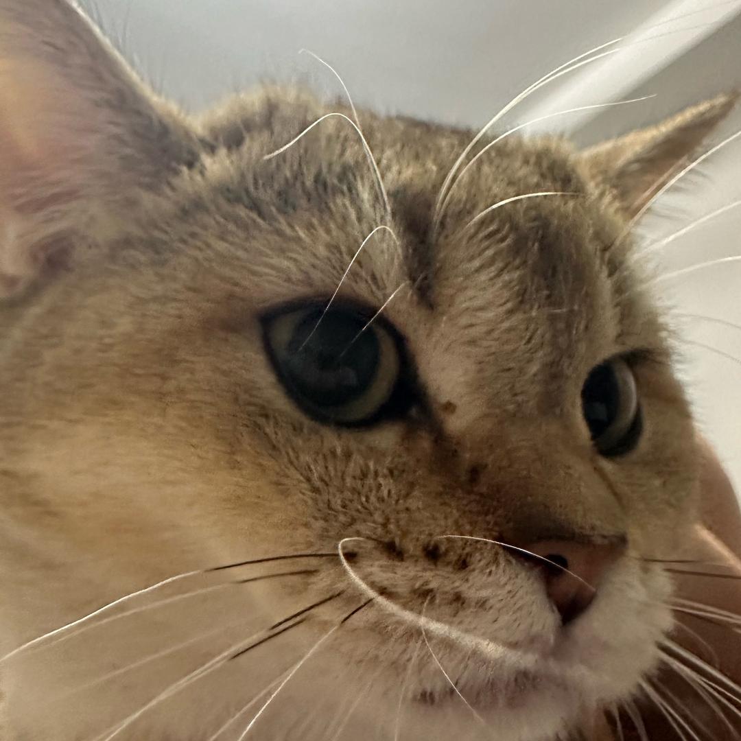 猫猫🐱