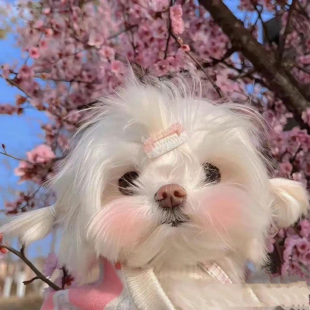 🪶