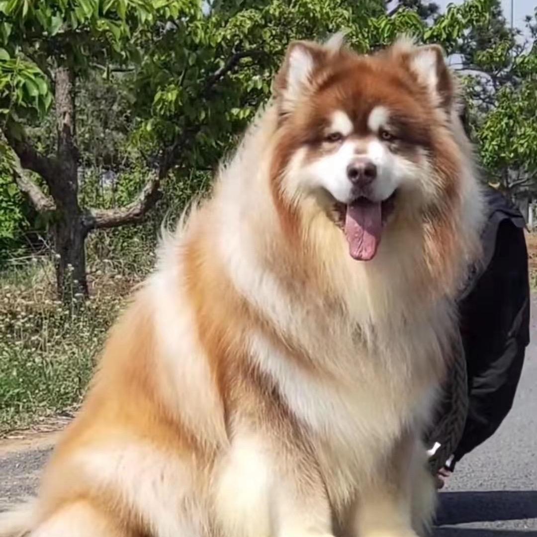 英雄阿拉萌