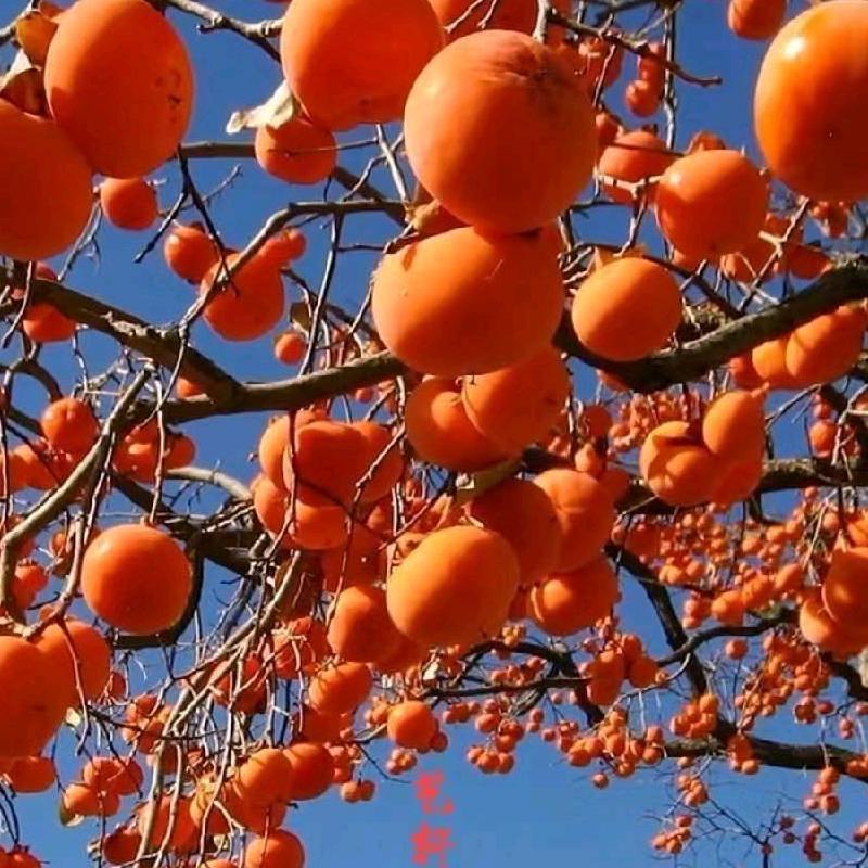 艺轩园林 假山鱼池 景石批发