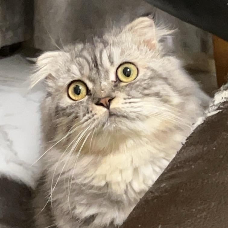 大圣🐱