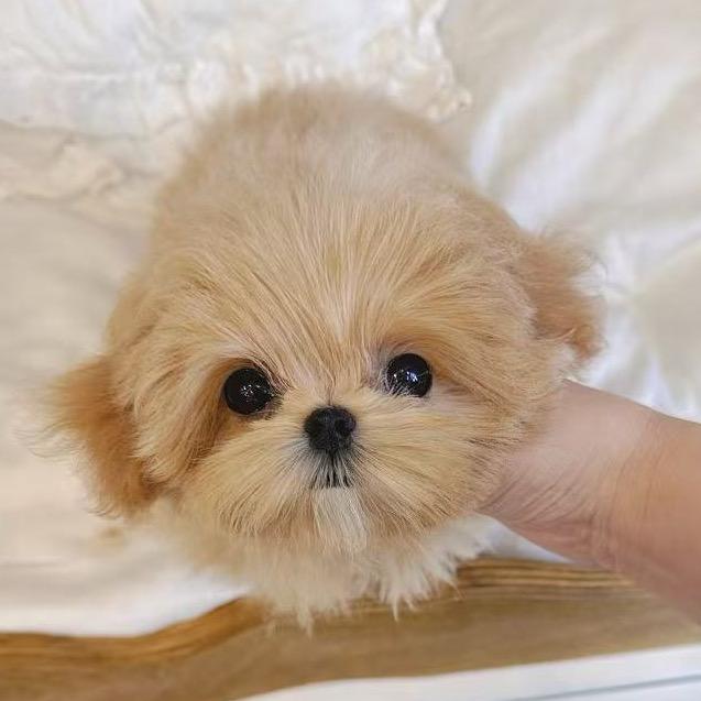 深圳马尔泰犬舍（泰迪熊可卡布马尔泰）