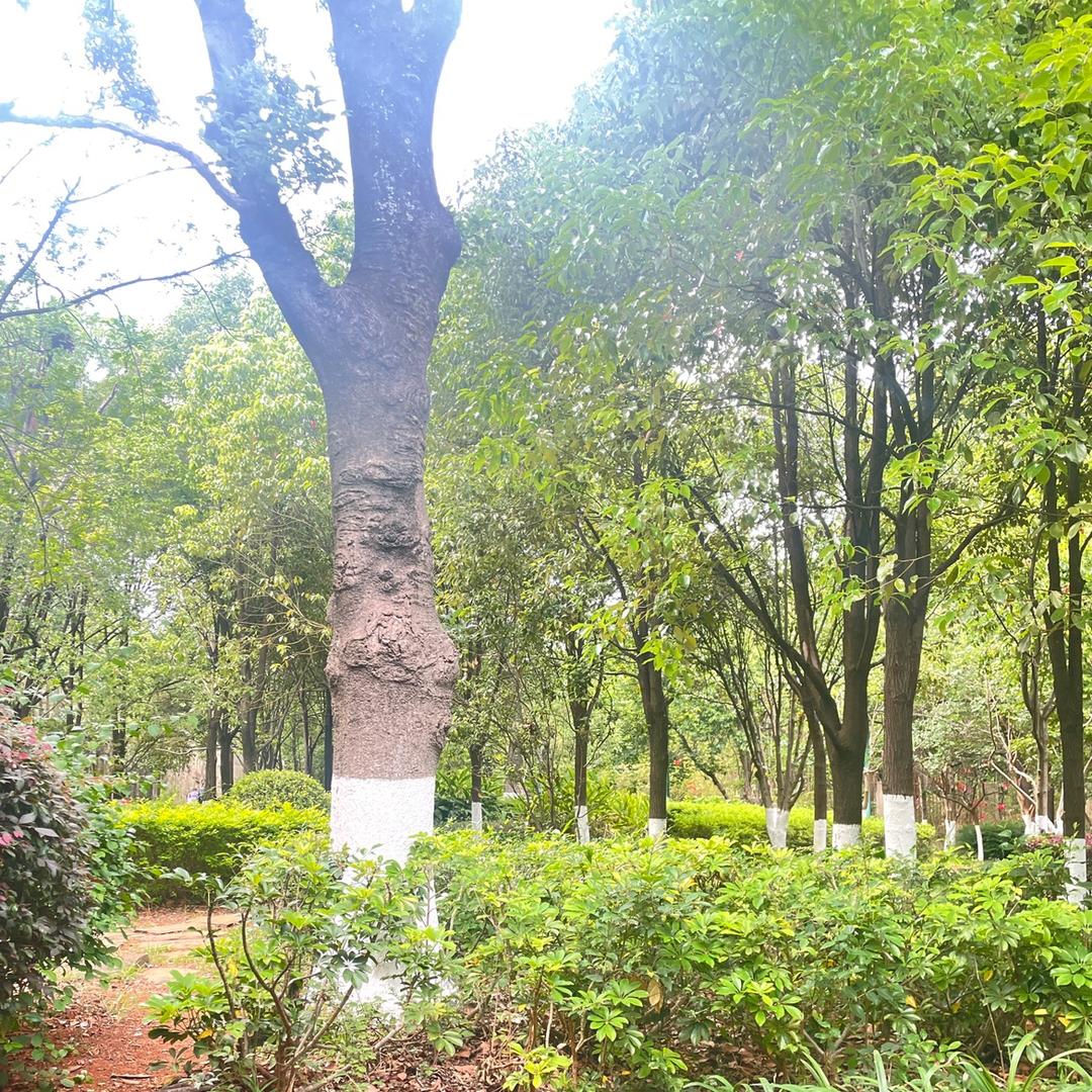 尼尼