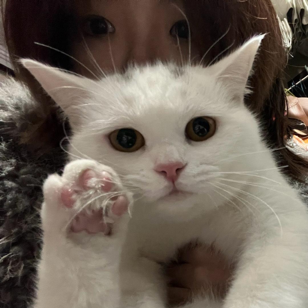 Laxmi和猫猫