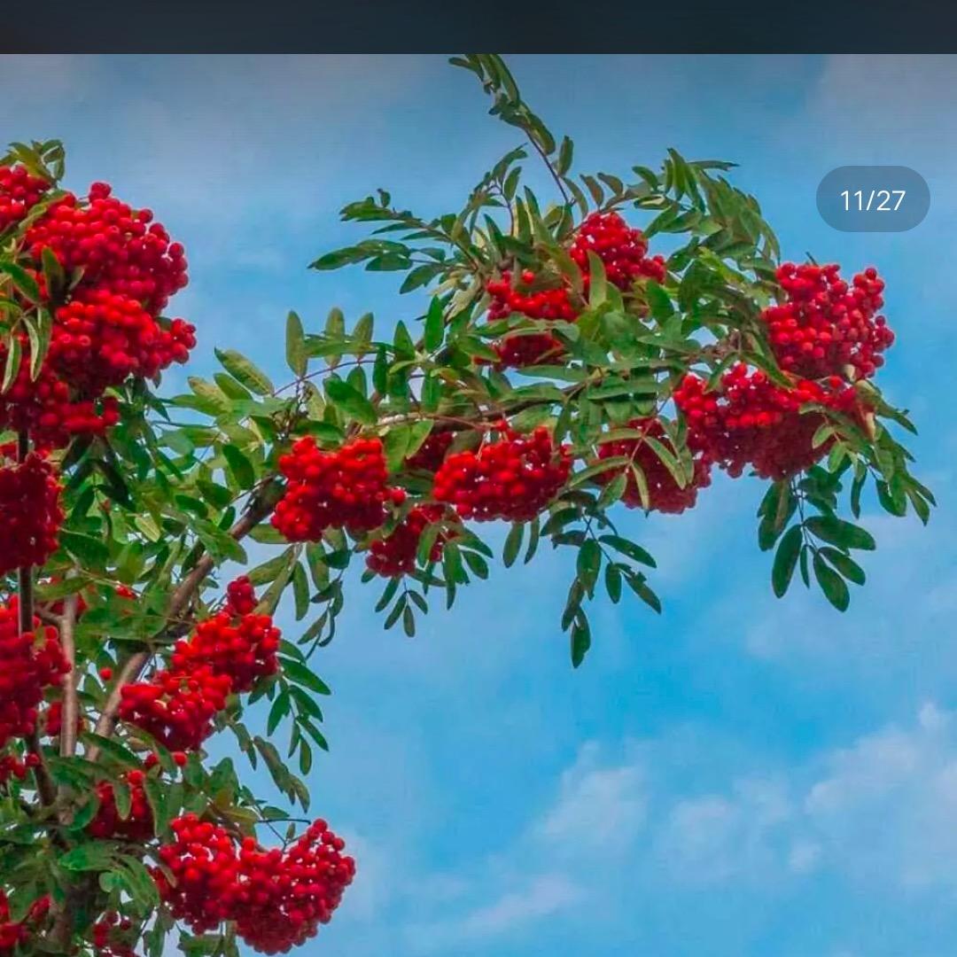 网络知己