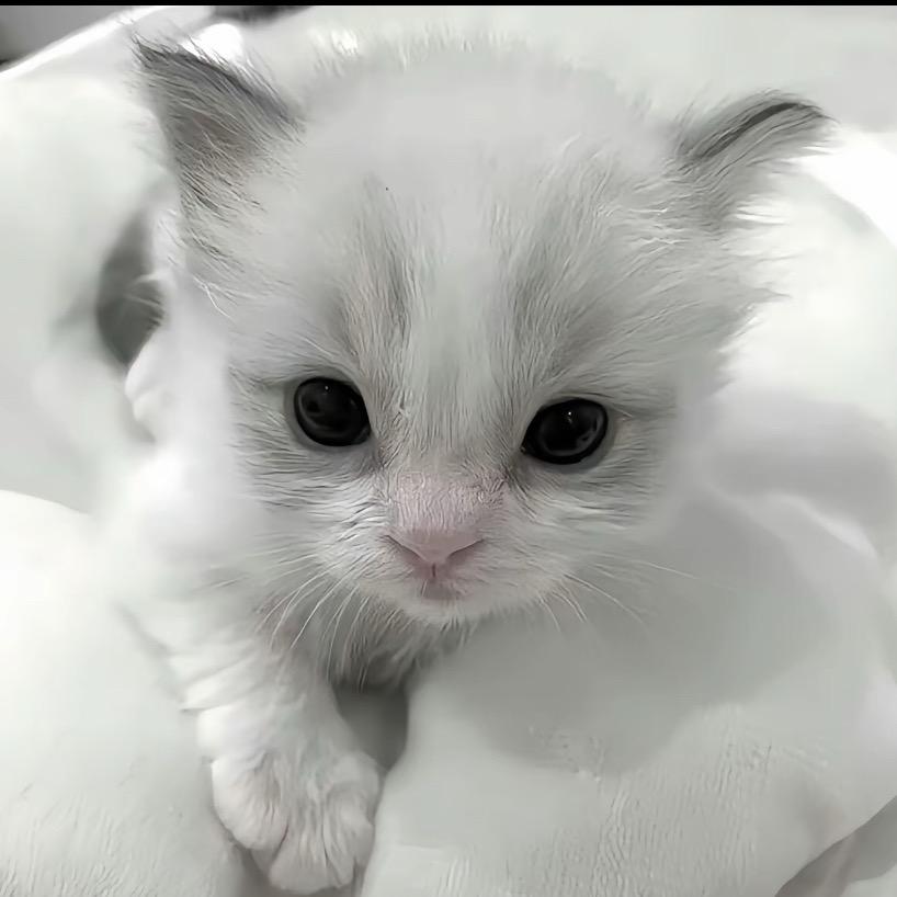 🐾